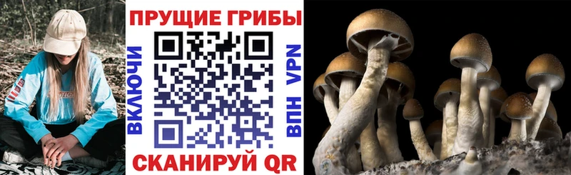 купить   Сольцы  Псилоцибиновые грибы прущие грибы 